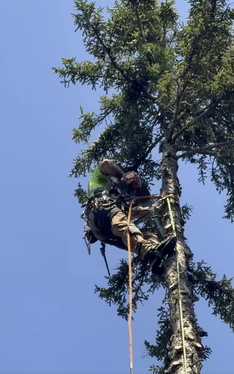 Certified arborist trimming tree branches in Dale City, VA