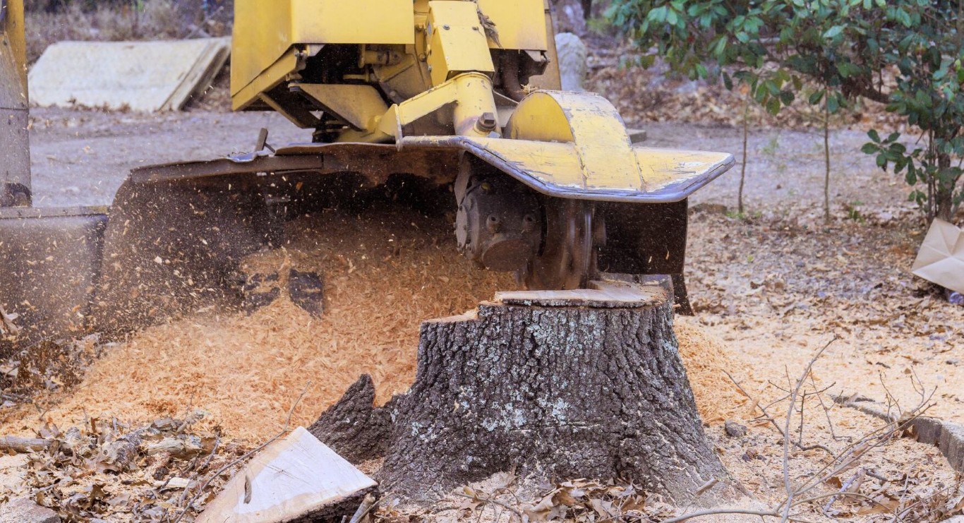 Professional stump grinding equipment removing tree stump in Dale City, VA